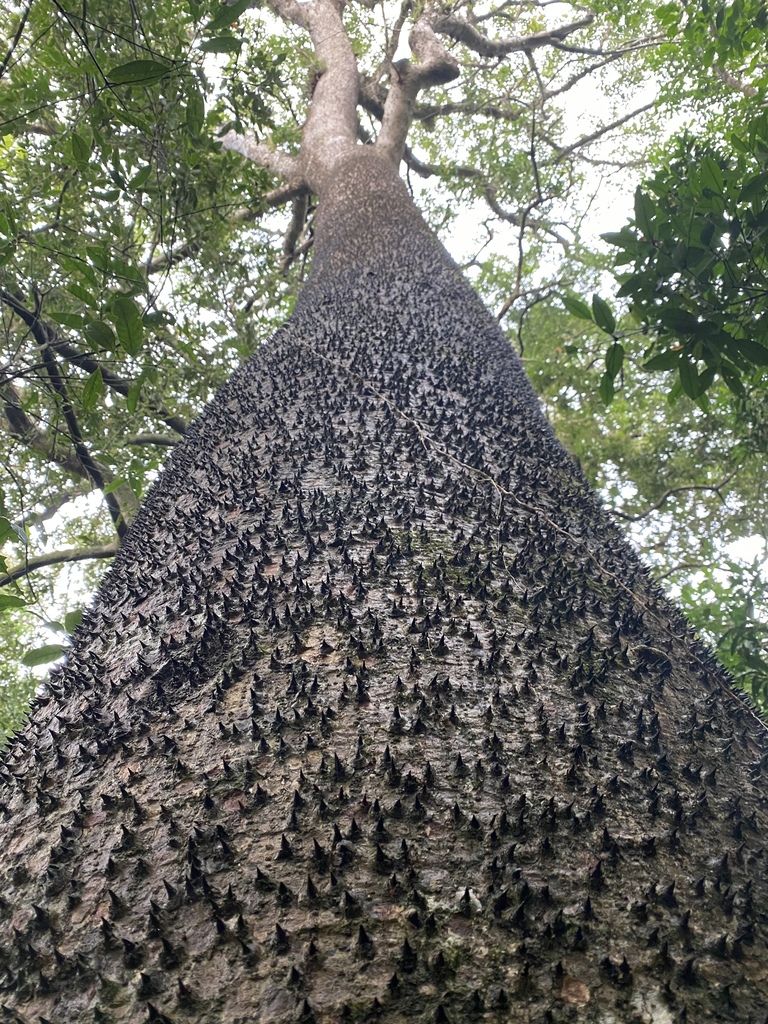 Hura crepitans (Sandbox Tree)